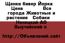 Щенки бивер Йорка  › Цена ­ 30 000 - Все города Животные и растения » Собаки   . Ненецкий АО,Выучейский п.